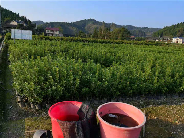 30直徑營養杯楊梅苗